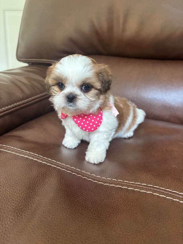 Shih Tzu Puppies media 6