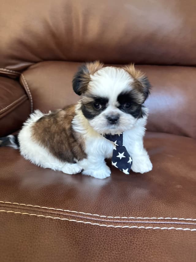Shih Tzu Puppies media 4