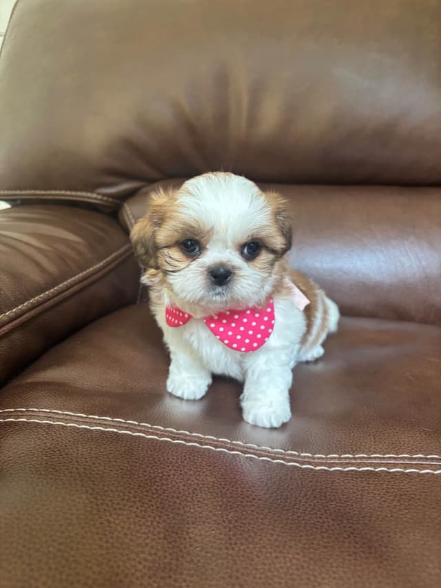 Shih Tzu Puppies media 8