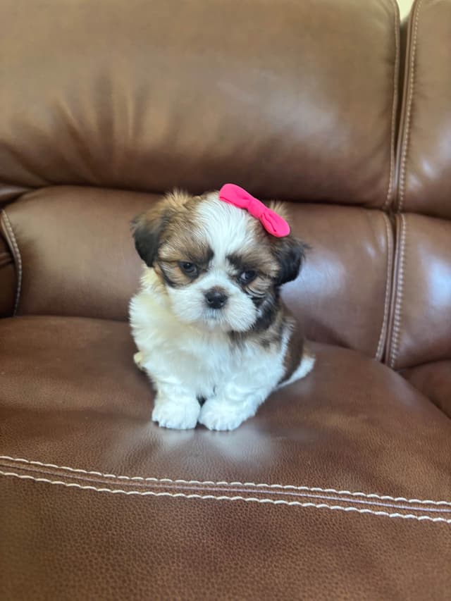 Shih Tzu Puppies media 7