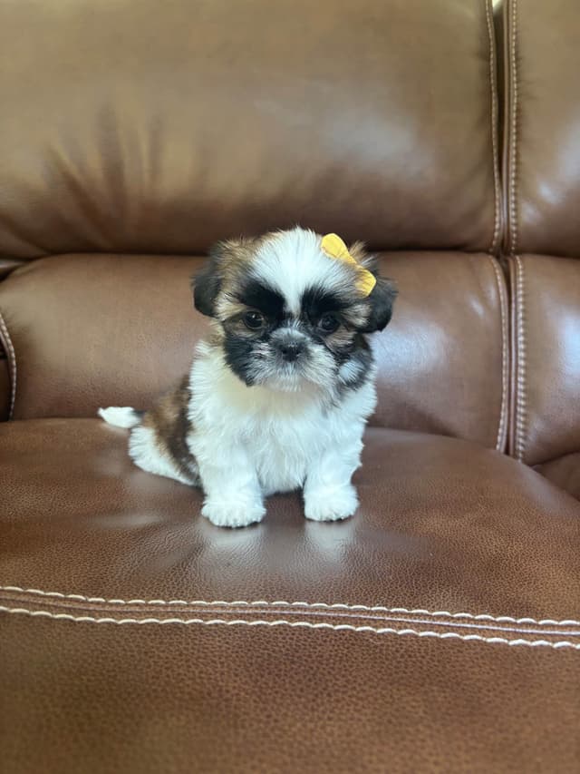 Shih Tzu Puppies media 12