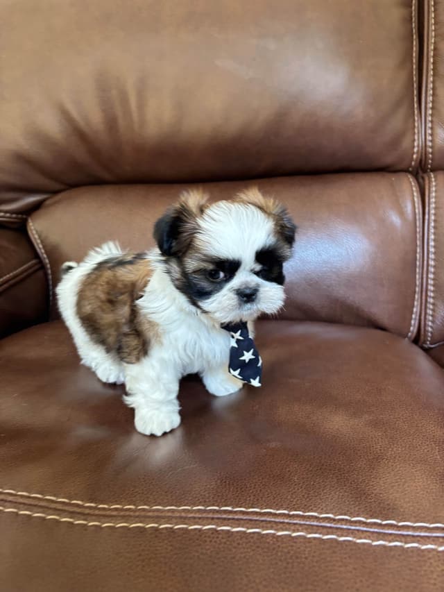 Shih Tzu Puppies media 10