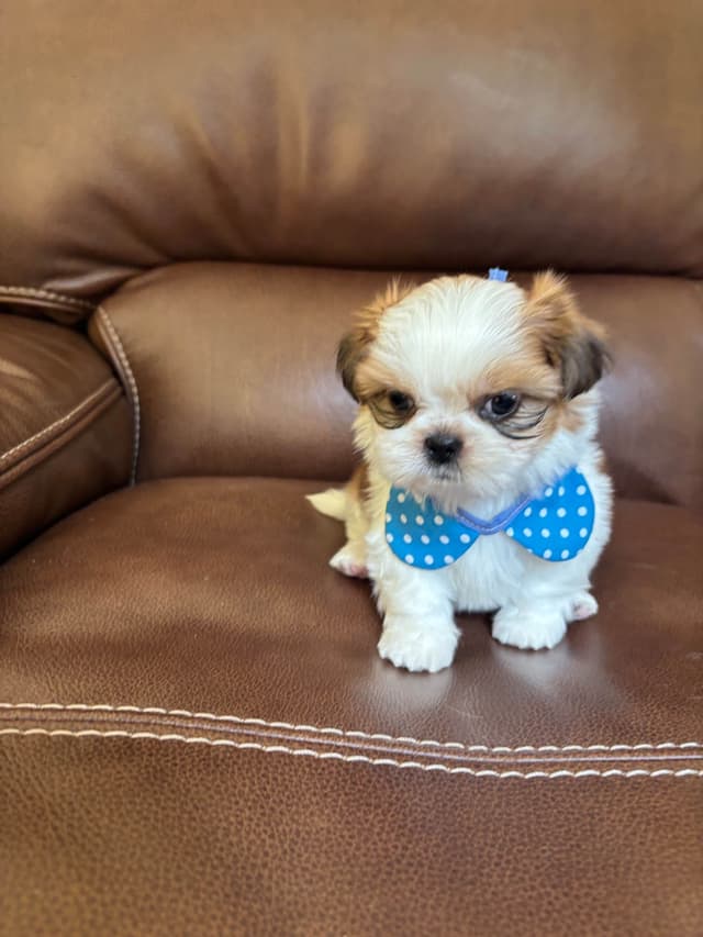 Shih Tzu Puppies media 9
