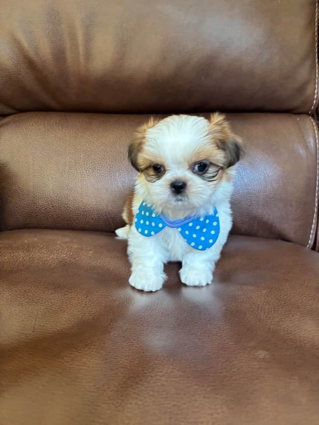 Shih Tzu Puppies media 11