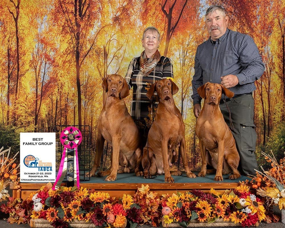 Female Vizsla Puppy breeder image 1