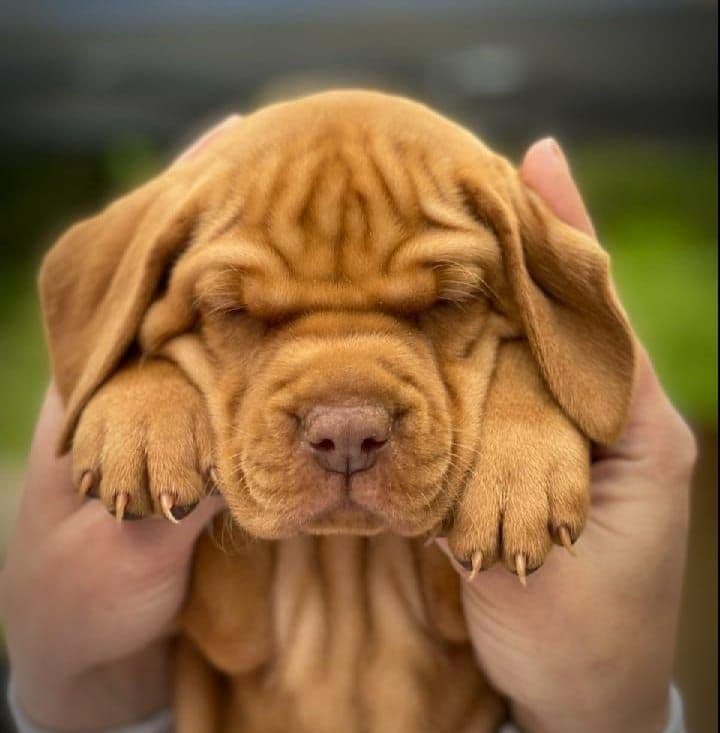 Female Vizsla Puppy breeder image 3