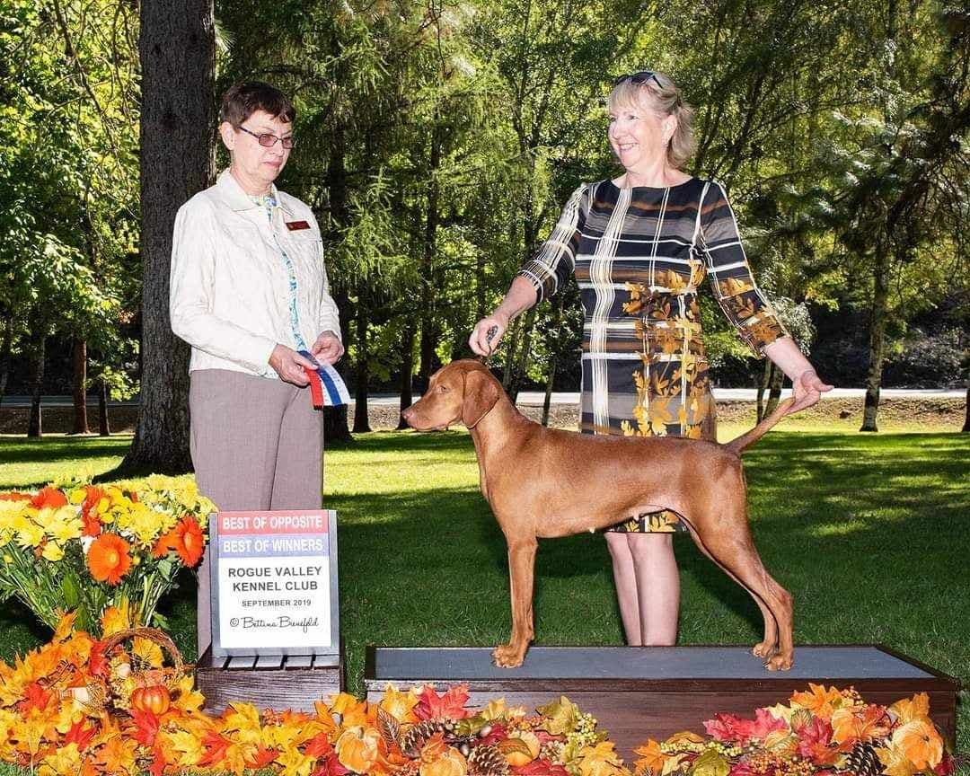 Female Vizsla Puppy breeder image 4