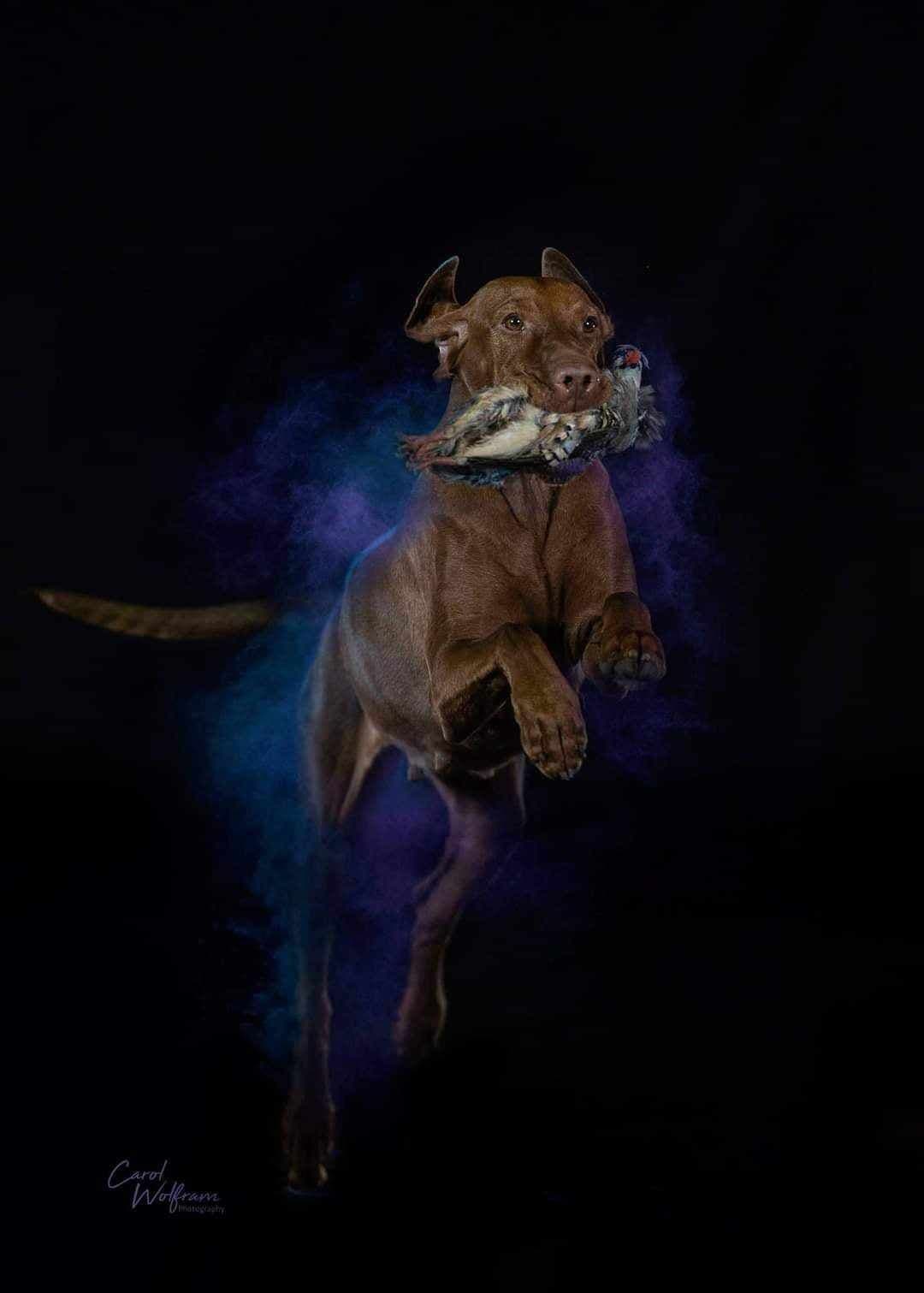 Female Vizsla Puppy breeder image 5