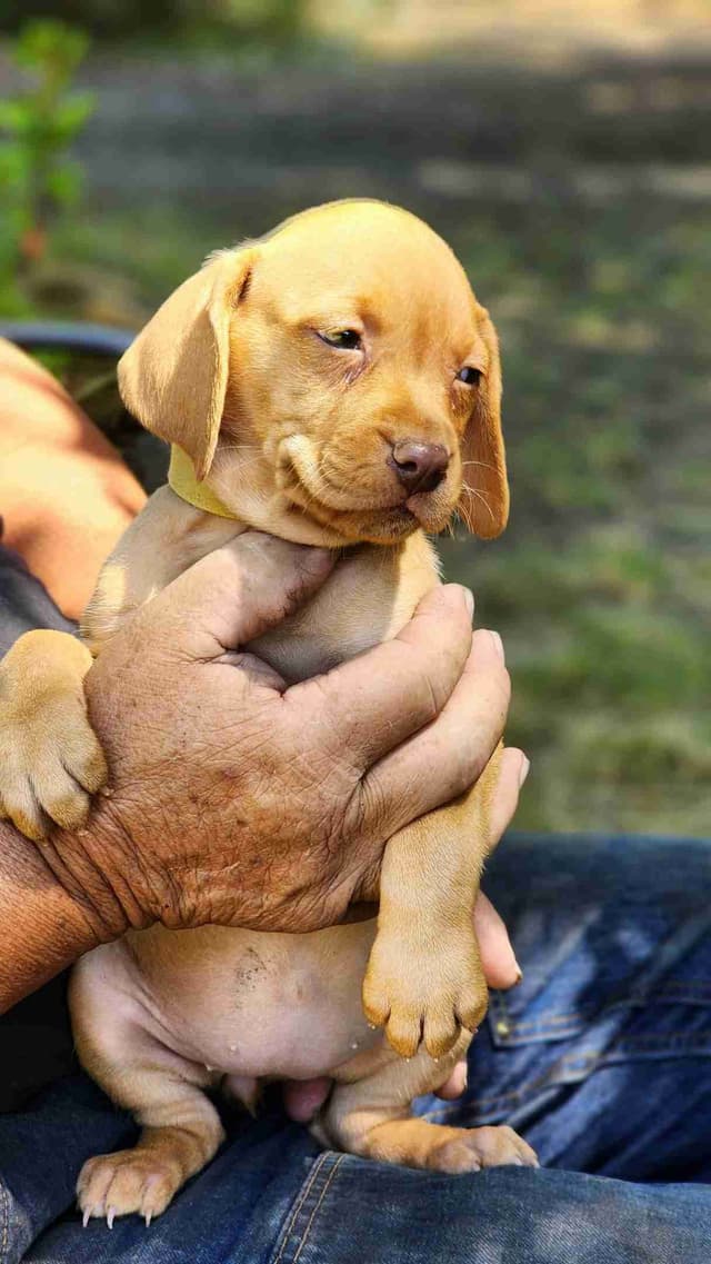 Female Vizsla Puppy media 2
