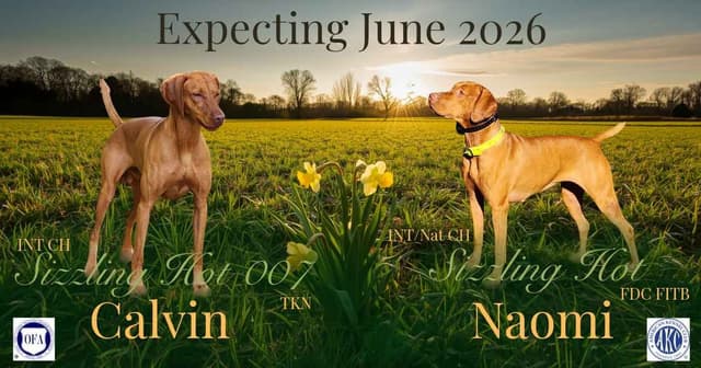 Female Vizsla Puppy media 3