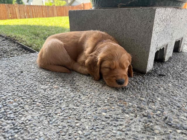 Golden Retriever Puppies media 2