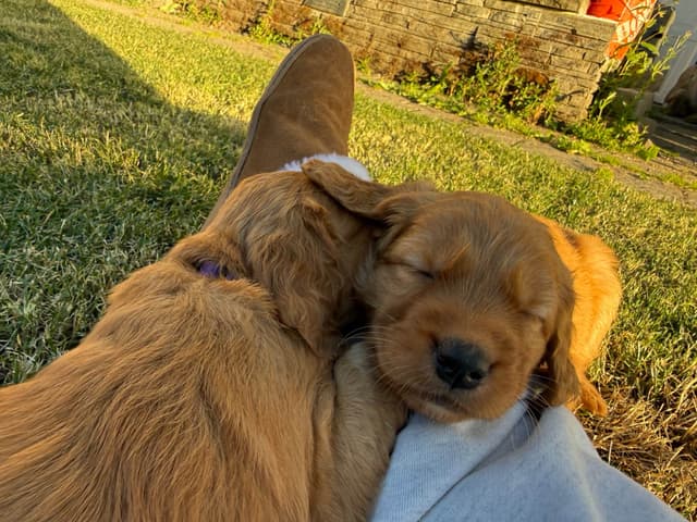 Golden Retriever Puppies media 3
