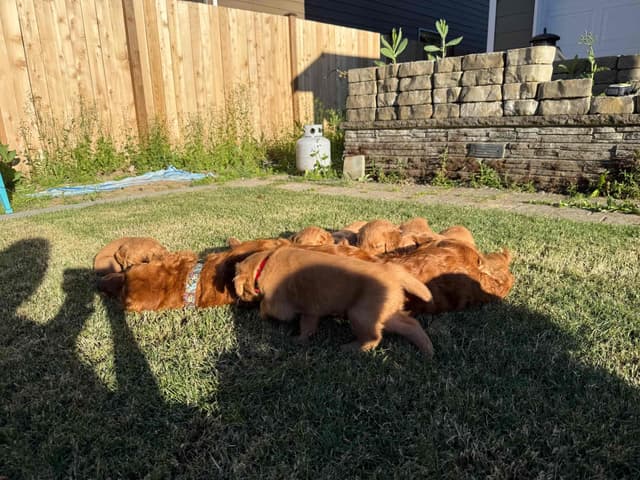 Golden Retriever Puppies media 5