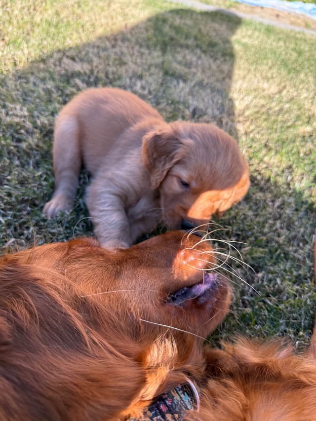 Golden Retriever Puppies media 8