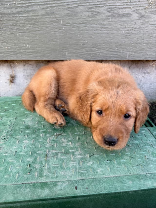 Golden Retriever Puppies media 10