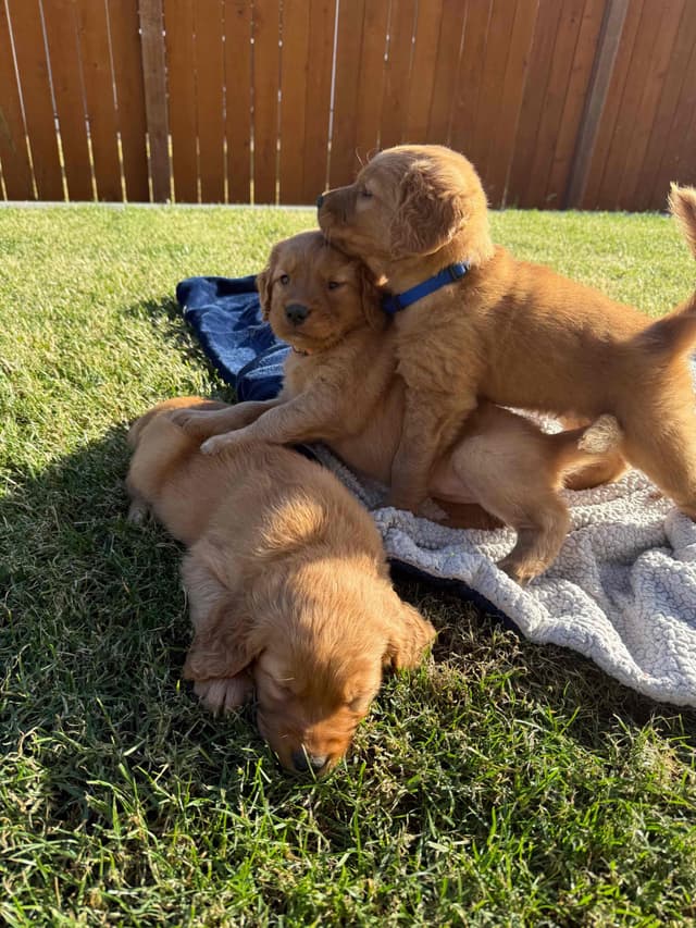 Golden Retriever Puppies media 12