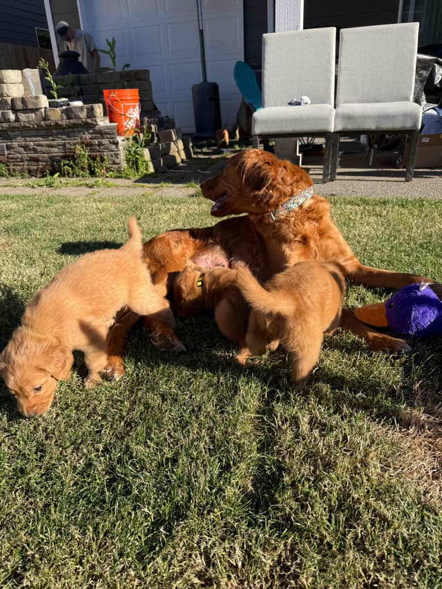 Golden Retriever Puppies media 14
