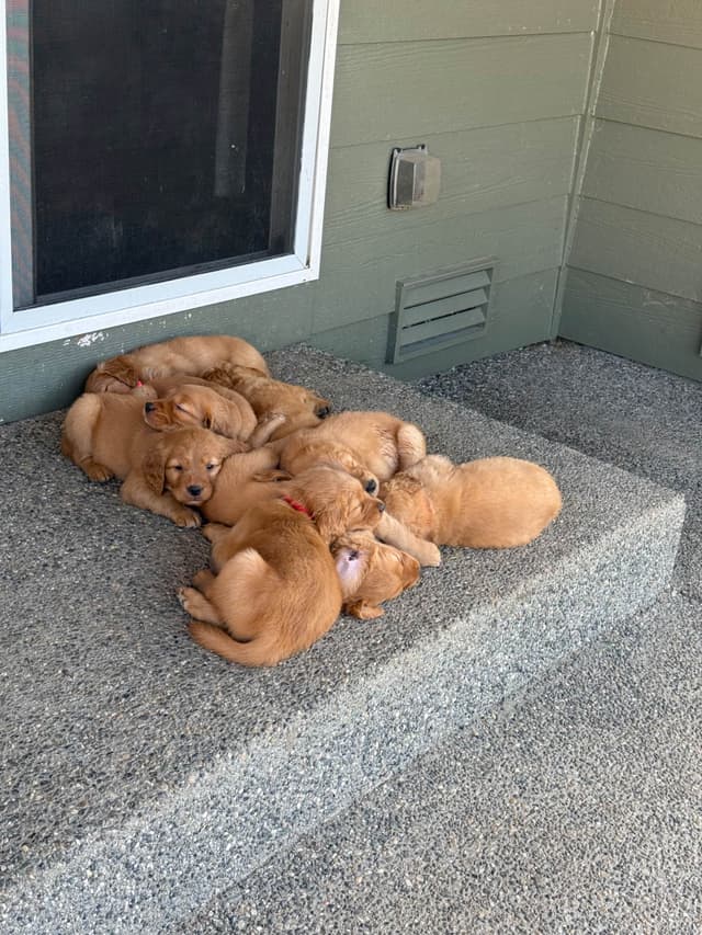 Golden Retriever Puppies media 15