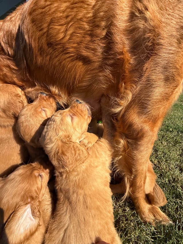 Golden Retriever Puppies media 16