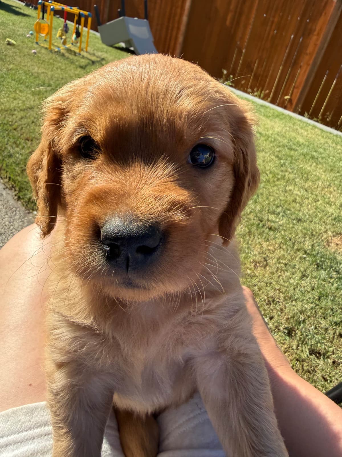 Golden Retriever Puppies breeder image 3
