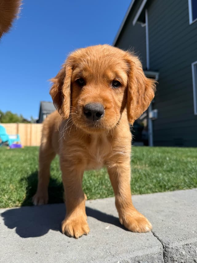 Golden Retriever Puppies media 18