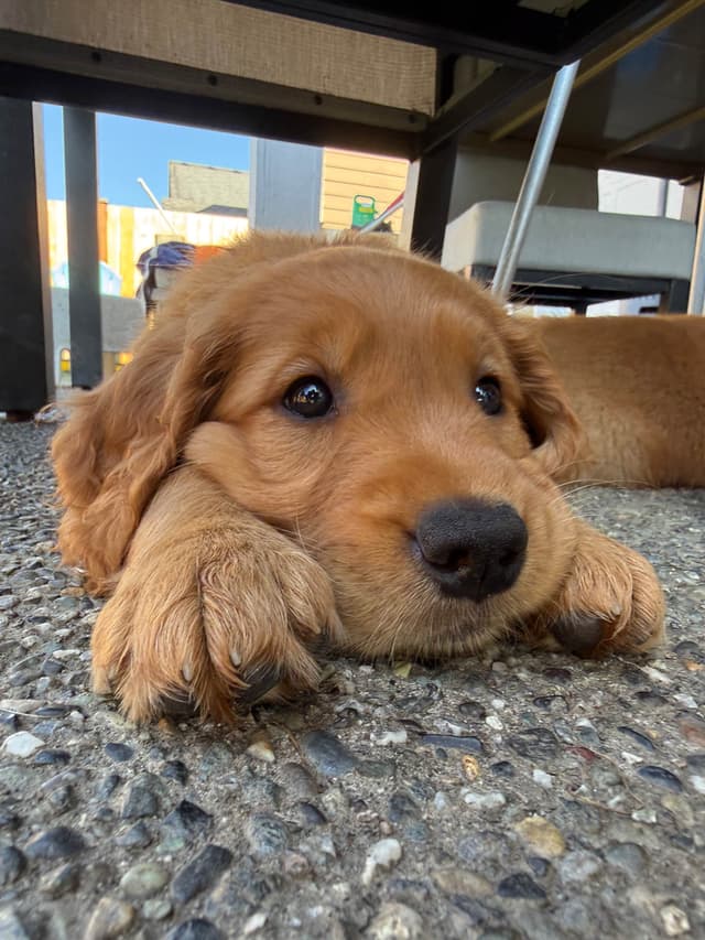 Golden Retriever Puppies media 21