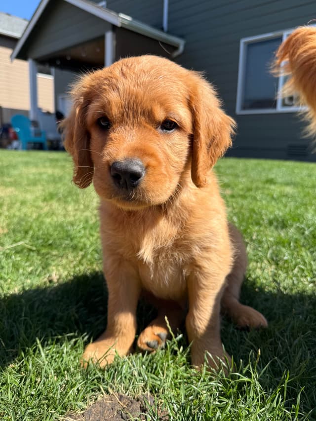 Golden Retriever Puppies media 23