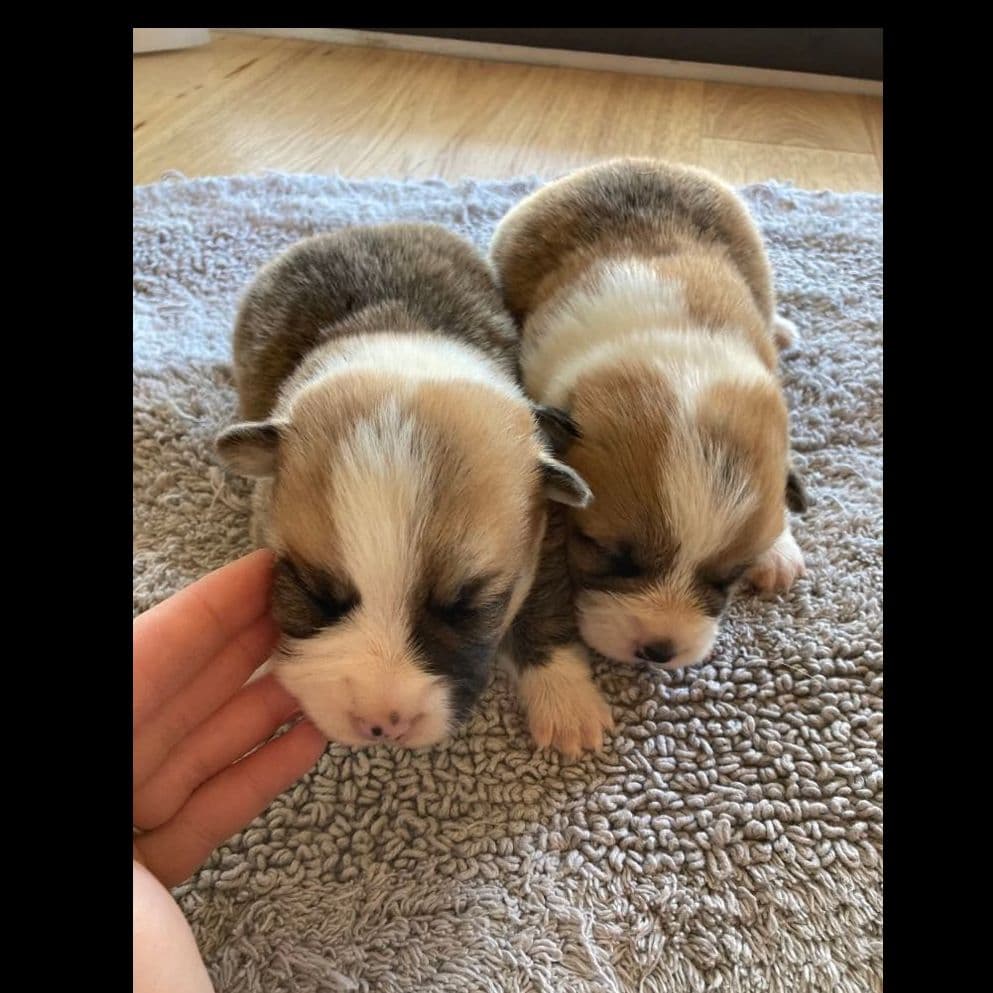 Pembroke Welsh Corgi Puppies breeder image 3