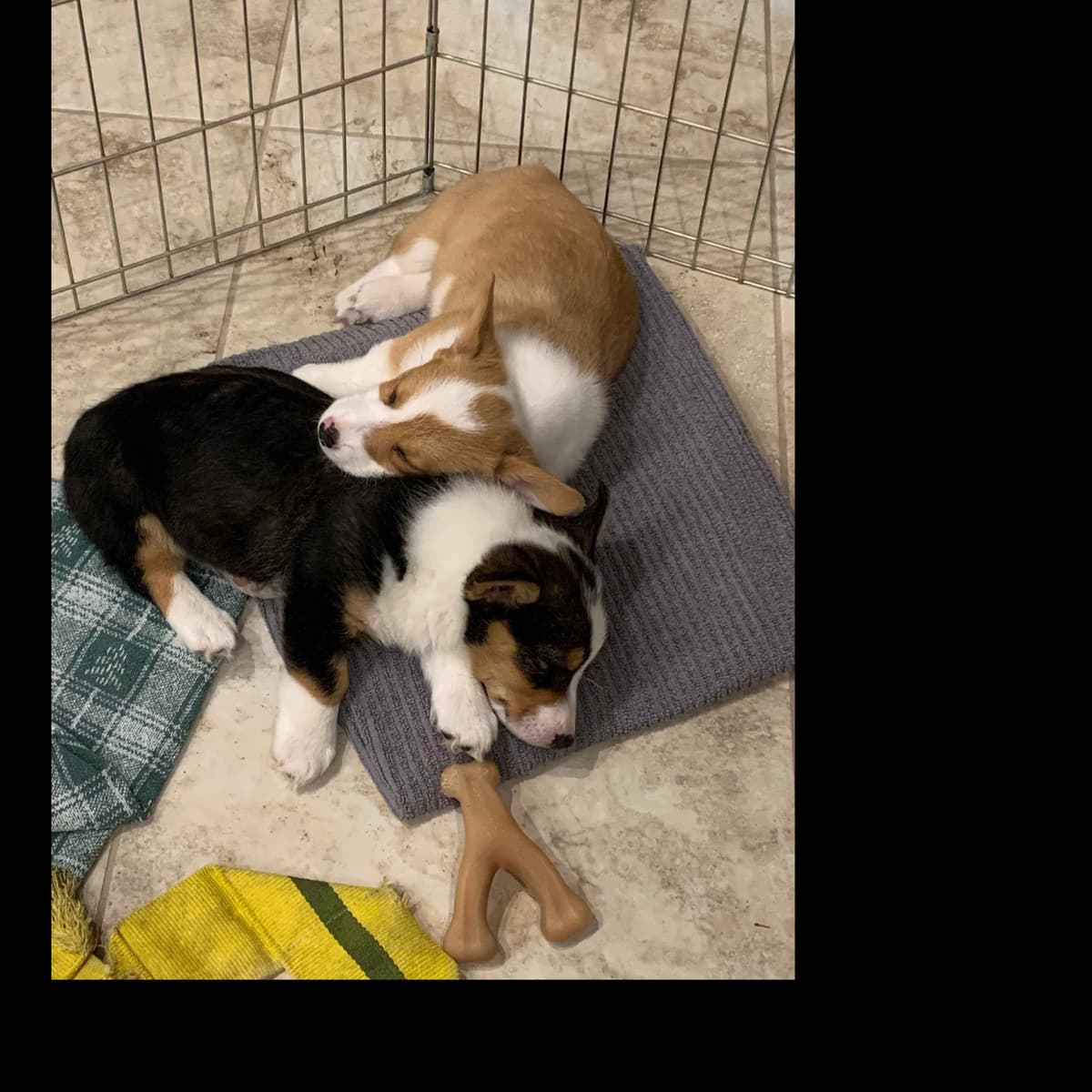 Pembroke Welsh Corgi Puppies breeder image 8