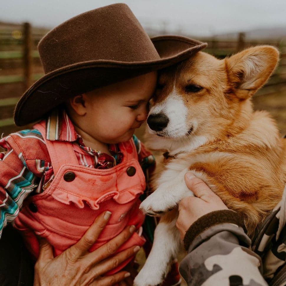 Pembroke Welsh Corgi Puppies breeder image 4
