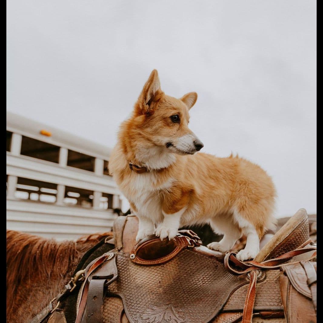 Pembroke Welsh Corgi Puppies breeder image 7