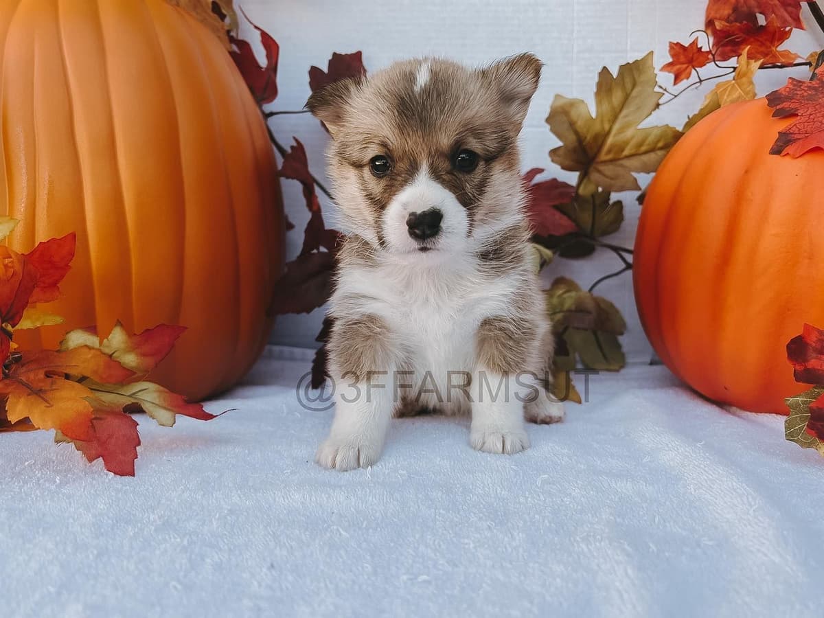 Pembroke Welsh Corgi Puppies breeder image 9