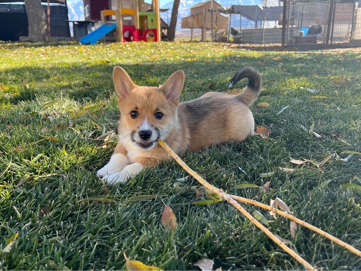 Pembroke Welsh Corgi Puppies breeder image 10