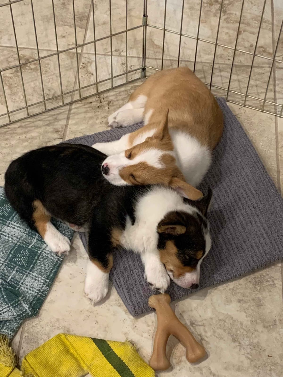 Pembroke Welsh Corgi Puppies breeder image 12