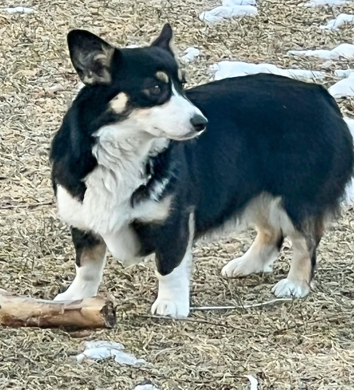 Pembroke Welsh Corgi Puppies breeder image 11