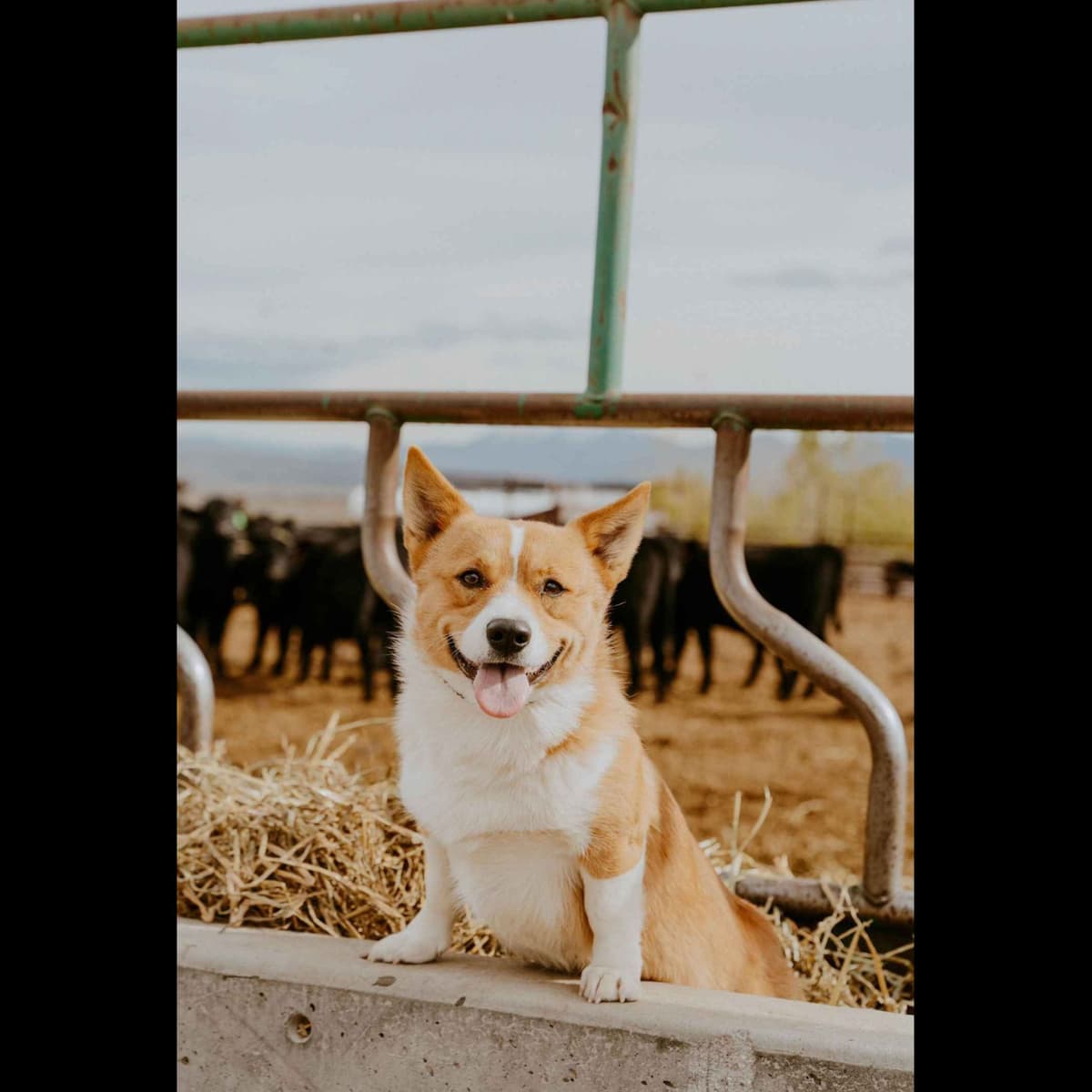 Pembroke Welsh Corgi Puppies breeder image 13