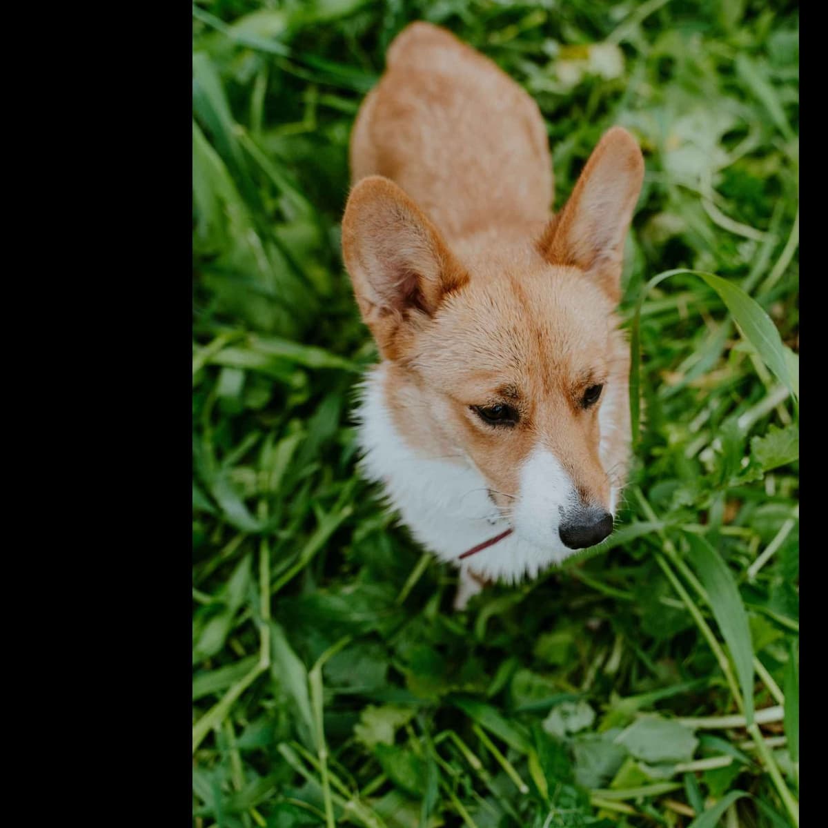 Pembroke Welsh Corgi Puppies breeder image 14