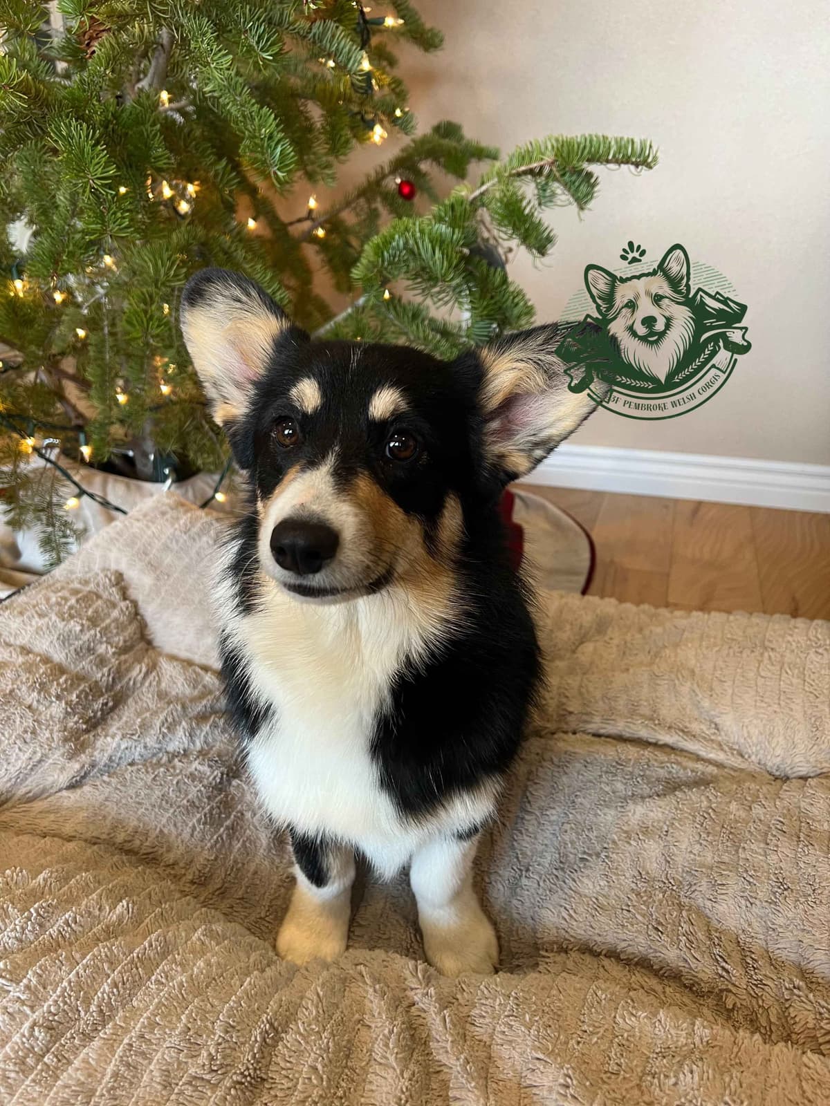Pembroke Welsh Corgi Puppies breeder image 15