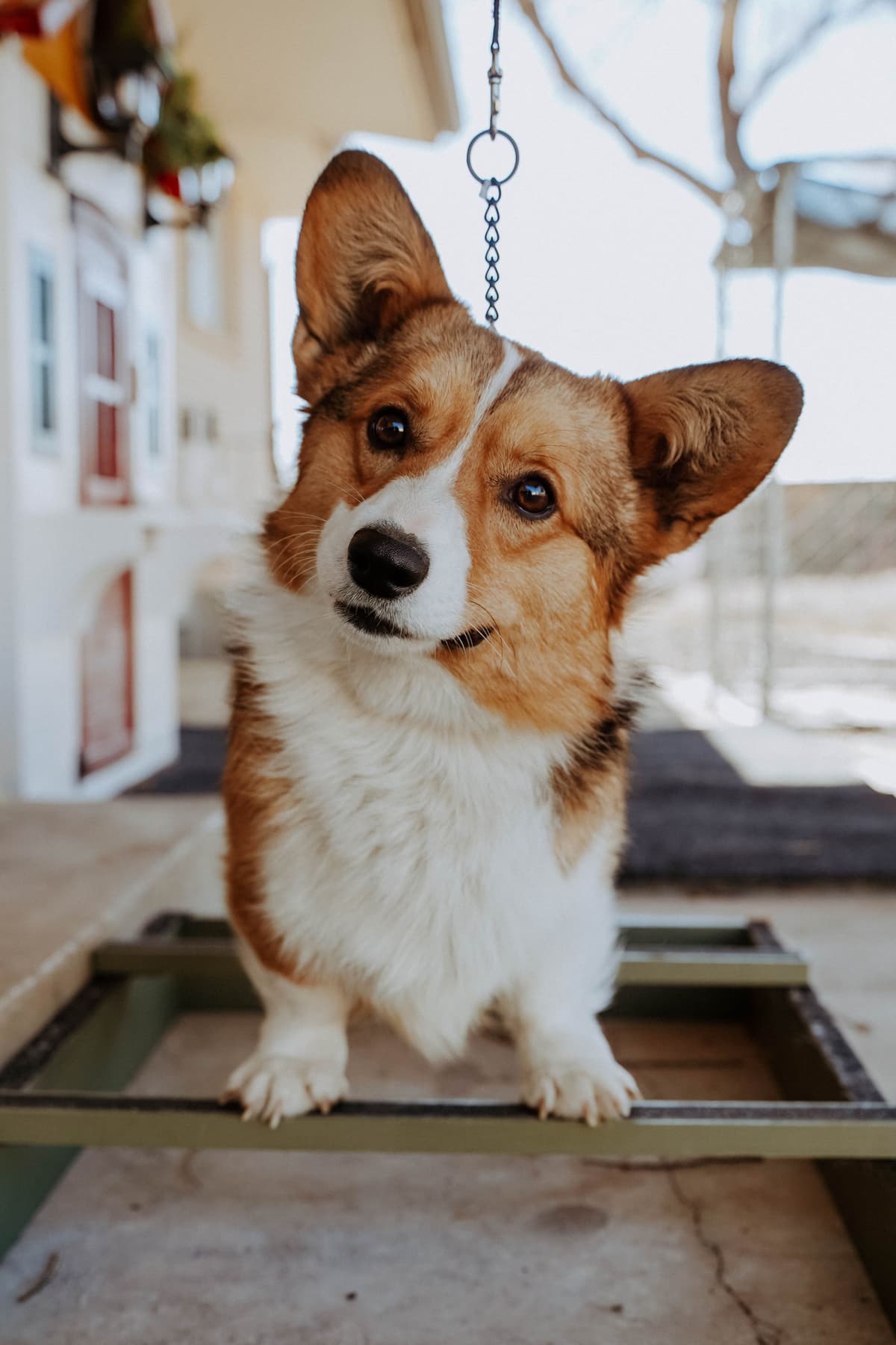 Pembroke Welsh Corgi Puppies breeder image 16