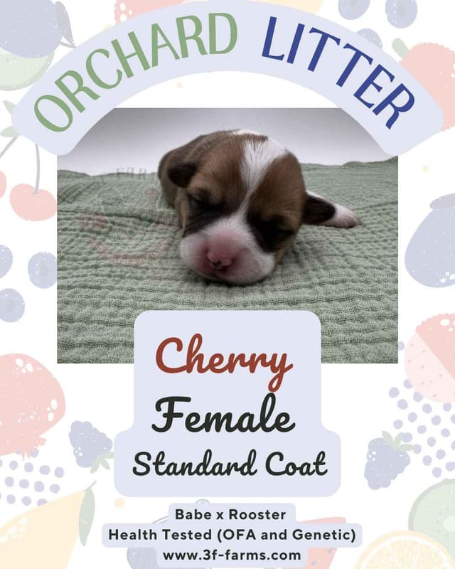 Pembroke Welsh Corgi Puppies media 2