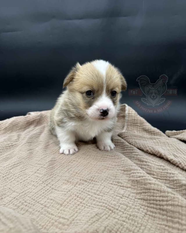 Pembroke Welsh Corgi Puppies media 5