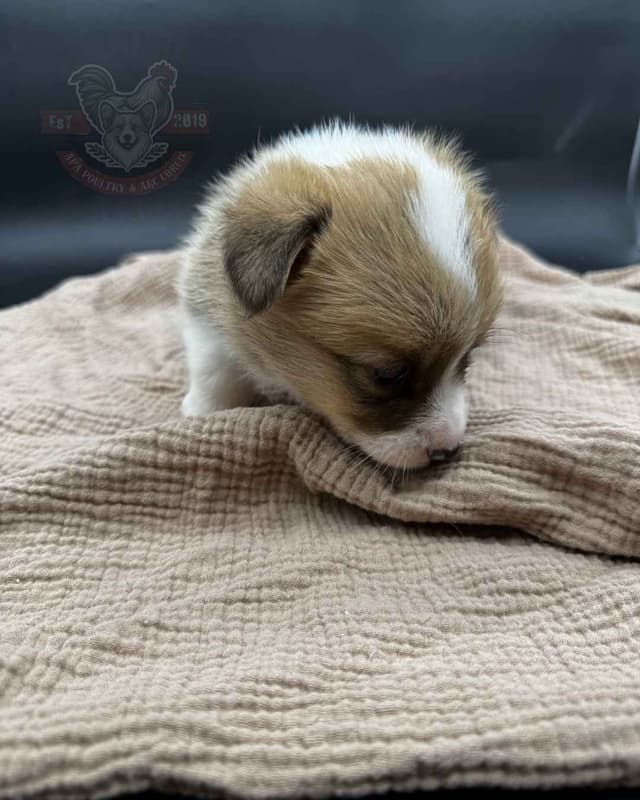 Pembroke Welsh Corgi Puppies media 6