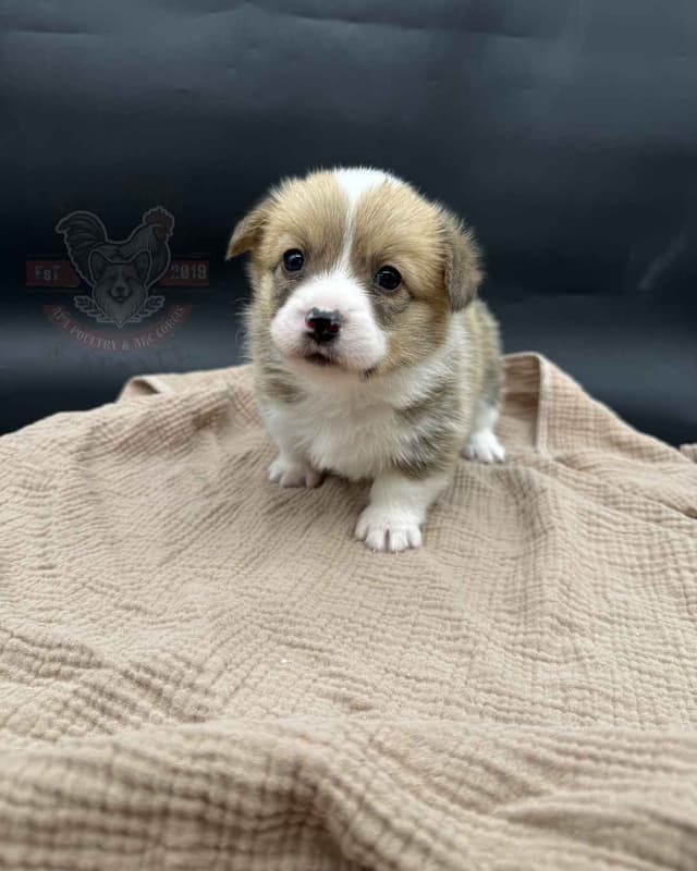 Pembroke Welsh Corgi Puppies media 7