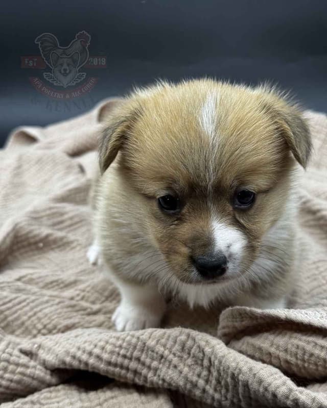 Pembroke Welsh Corgi Puppies media 8