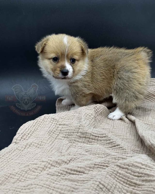 Pembroke Welsh Corgi Puppies media 13