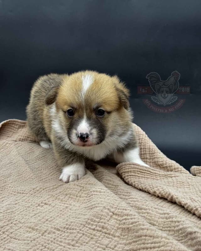 Pembroke Welsh Corgi Puppies media 9