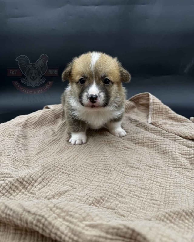 Pembroke Welsh Corgi Puppies media 11