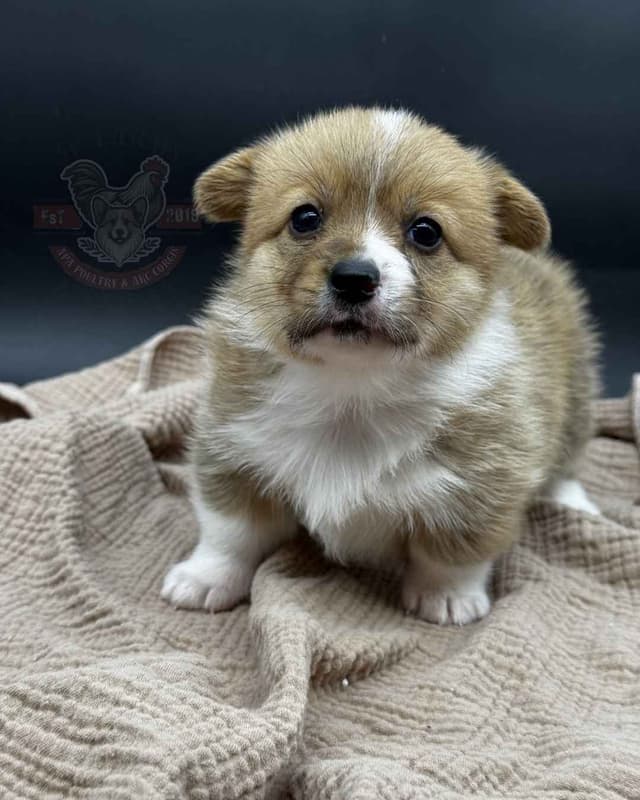 Pembroke Welsh Corgi Puppies media 12