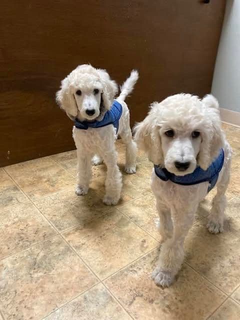 Show Poodles for Pet Homes located in Southwest Wisconsin breeder image 4