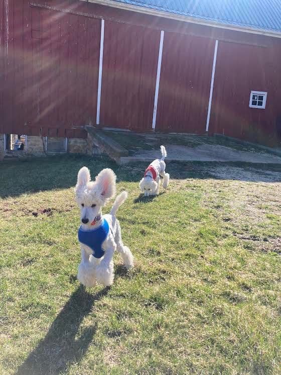 Show Poodles for Pet Homes located in Southwest Wisconsin breeder image 6